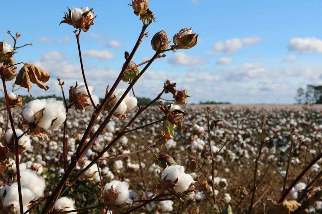 Cotton Pushes Losses into the Friday Close