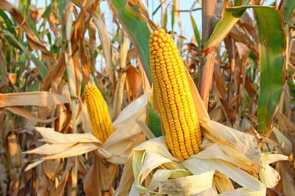 Corn Collapse Continues on Thursday